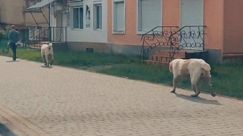 Двох алабаїв скандального бізнесмена, які кидалися на перехожих та загризли собаку, таки конфіскують у власника