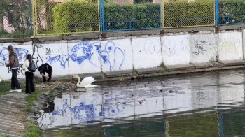 Люди пхають взуття в дзьоби лебедям: львів’яни просять обгородити Левандівське озеро