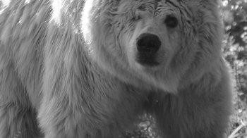 На Львівщині у притулку померла найстарша ведмедиця