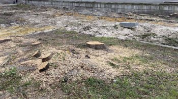 У Львові масово зрізали дерева для облаштування нового пішохідного бульвару