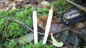 Мутин собачий