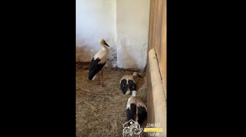 До  Львівської "Домівки врятованих тварин" потрапили лелеки з рахітом