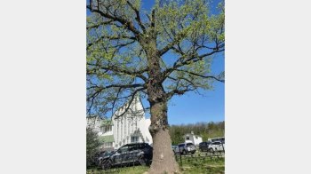 У Львові заборонять паркуватися біля 180-річного дуба: