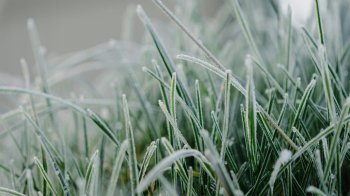 Іній на траві