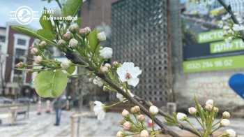 Розпускаються пишним білосніжним цвітом: у Львові на вулиці Бандери зацвіли груші (фото)