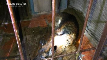 Господар не міг дістати її самостійно