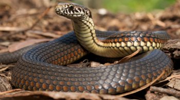 На Львівщині знову до лікарні потрапив чоловік через укус змії