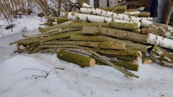 У Шептицькому районі викрили незаконну вирубку дерев