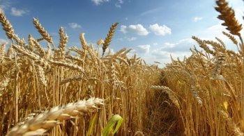 Український врожай цього року може бути вдвічі меншим — Зеленський