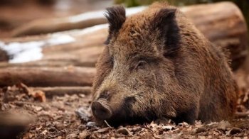 На Львівщині платитимуть за знайдені трупи диких кабанів з африканською чумою