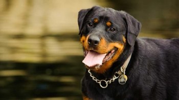 Львівський притулок шукає господарів для евакуйованих собак (фото)