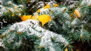 Дерево, ялинка, іграшки, сніг