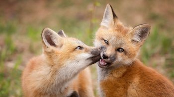 В середу на Дрогобиччині розпочнуть вакцинувати диких тварин