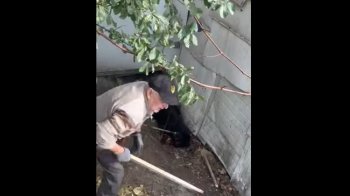 Львів’янин уник в’язниці за жорстоке вбивство собаки палицею