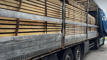 Підприємець з Львівщини намагався незаконно продати дубову деревину в Європу