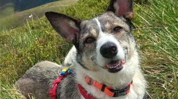 У Львові у парку на Сихові живодери отруїли собаку