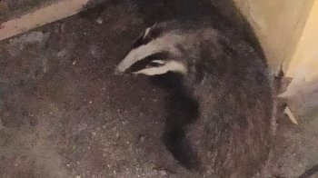 Борсук у львівському під'їзді