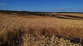 На Самбірщині та Яворівщині горіли хлібні поля