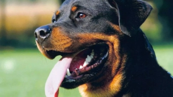 У Моршині суд покарав власницю ротвейлерів, які напали на дитину