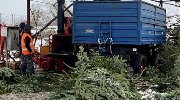 У Львові живу ялинку після свят можна здати на переробку: адреси