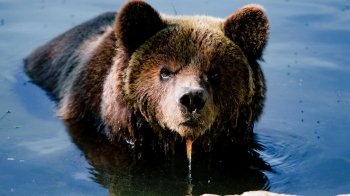 Ведмежий притулок "Домажир" знову готовий зустрічати відвідувачів