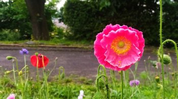 У Львові розцвіла галявина волошок та маків: перша з шести експериментальних