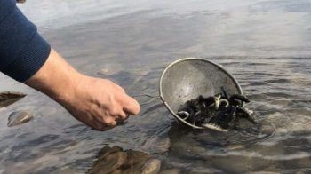 У річки Львівщини випустили 35 тисяч форелей для відновлення популяції