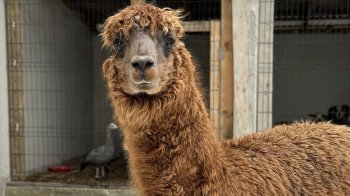 До Львова з приватного звіринця на прифронтовій території евакуювали 15 тварин