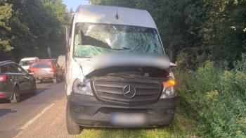 Біля Новояворівська на смерть збили лося