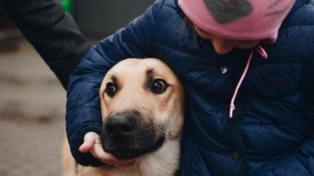 У Львові кожен охочий може вигуляти собак, які перебувають у Домівці врятованих тварин: деталі