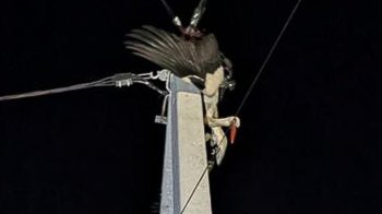 Порятунок лелеки.