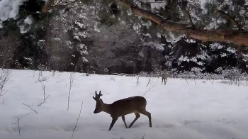 На прикордонні Львівщини відеопастки зафіксували вовків, лисиць та козуль