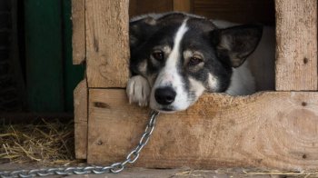 На Львівщині військового ув’язнили за жорстоке вбивство собаки та СЗЧ