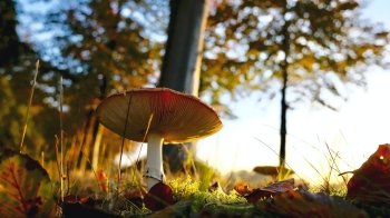 Де збирати гриби на Львівщині: перелік локацій