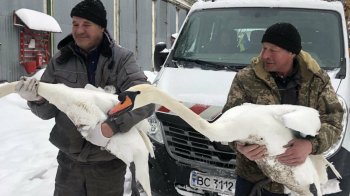 З львівського озера терміново евакуювали лебедів через сильні морози
