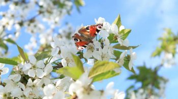 Список свят в травні: від Дня праці до Дня матері