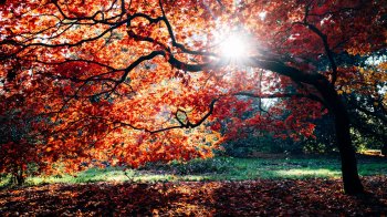 У Львові синоптики 30 жовтня обіцяють 20° тепла