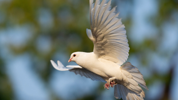 Благовіщення Пресвятої Богородиці: привітання та традиції свята