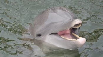 В арктичних водах російський флот використовує білуг та тюленів