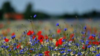 Спекотно, але без сонця: якою буде погода в середу, 20 липня