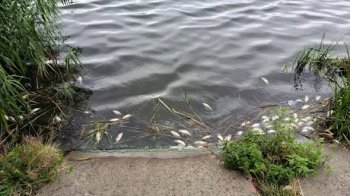 У водоймі біля Львова виявили понад сотню мертвих карасів