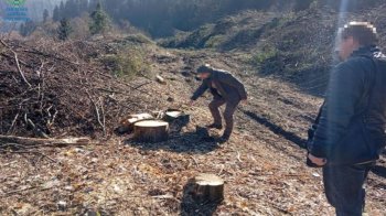 На Стрийщині судитимуть чоловіка за незаконну вирубку лісу на 260 тисяч гривень
