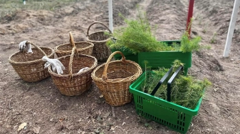 Майже 6 тис. саджанців дерев висадили 21 жовтня у Зіболківському лісництві Львівщини