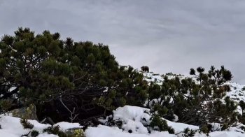 Львівська альпіністка зустріла в Карпатах бурого ведмедя (відео)