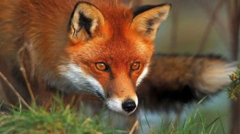 Лисиця, фото умовне