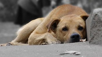 На Львівщині намагались отруїти собак: поліція перевіряє обставини