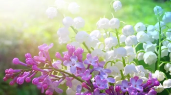 Сонячно і без дощу: яким буде четвер, 5 травня