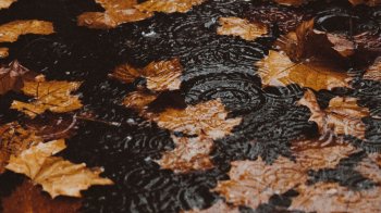 На Львівщині похолоднішає: прогнозують дощі та грози