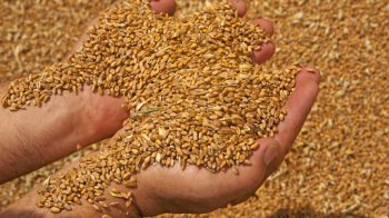 На Львівщині суд оштрафував Стрийський хлібокомбінат на 54 млн грн за втрату державного зерна