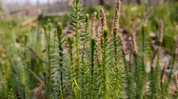 У лісах Львівщини створили охоронні зони площею понад 80 гектарів